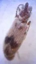 Notoxus marginatus - photo 3