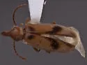 Notoxus marginatus - photo 4