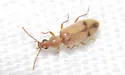 Notoxus marginatus - photo 5