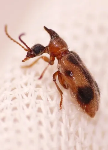 monoceros beetle