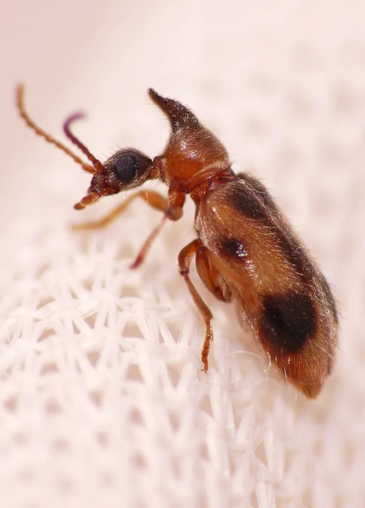 monoceros beetle - photo 2