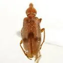 Notoxus monodon - Notoxus monodon