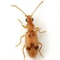 Notoxus monodon - photo 2
