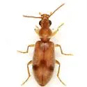 Notoxus monodon - photo 3