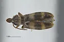 Notoxus montanus - photo 2