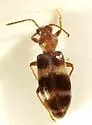 Notoxus montanus - photo 3
