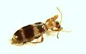 Notoxus montanus - photo 4