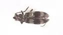 Notoxus montanus - photo 5