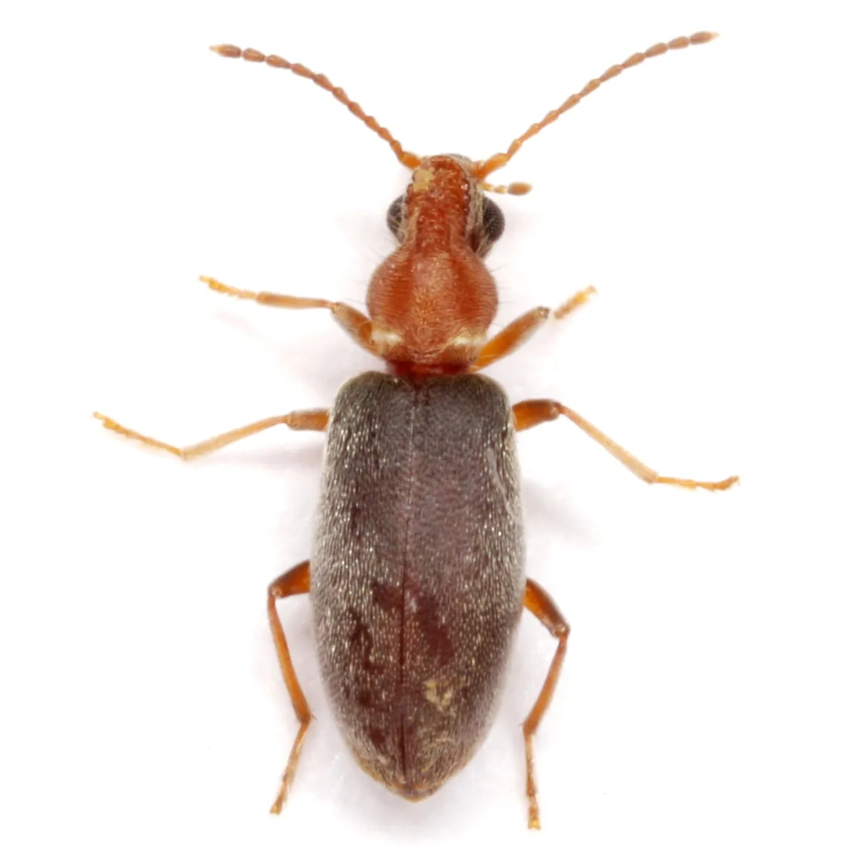 Notoxus murinipennis