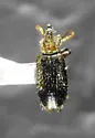 Notoxus nevadensis