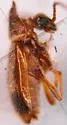 Notoxus nevadensis - photo 3
