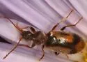 Notoxus nevadensis - photo 4