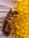 Notoxus nevadensis - photo 5