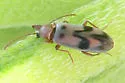 Notoxus nuperus