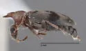 Notoxus nuperus - photo 2