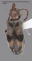 Notoxus nuperus - photo 3