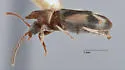 Notoxus nuperus - photo 4