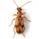 Notoxus photus