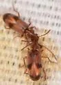 Notoxus photus - photo 3