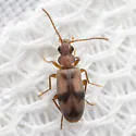 Notoxus photus - photo 4