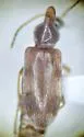 Notoxus pictus - Notoxus pictus