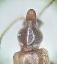 Notoxus pictus - photo 2