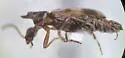 Notoxus pictus - photo 3