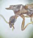 Notoxus pictus - photo 4