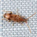 Notoxus planicornis - Notoxus planicornis