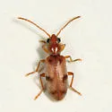 Notoxus planicornis - photo 2