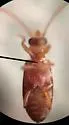 Notoxus planicornis - photo 3