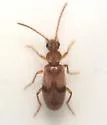 Notoxus planicornis - photo 4