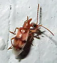 Notoxus planicornis - photo 5