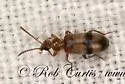 Notoxus postictus - Notoxus postictus
