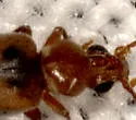 Notoxus postictus - photo 2
