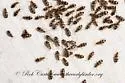 Notoxus postictus - photo 3