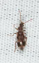 Notoxus serratus - Notoxus serratus