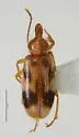 Notoxus serratus - photo 2