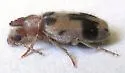 Notoxus serratus - photo 3