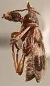 Notoxus serratus - photo 5