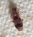 Notoxus sparsus - Notoxus sparsus