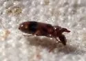 Notoxus sparsus - photo 2