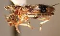 Notoxus sparsus - photo 4