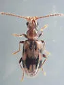 Notoxus sparsus - photo 5