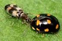 Notoxus subtilis - photo 2