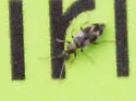 Notoxus subtilis - photo 3