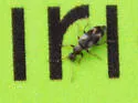 Notoxus subtilis - photo 4
