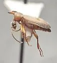 Notoxus subtilis - photo 5