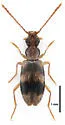 Notoxus youngi