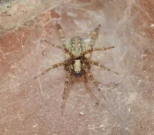 Novalena intermedia